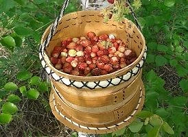 Короткое¸ но щедрое лето дарит якутянам обилие ягод, грибов, лекарственных трав. Как пр...