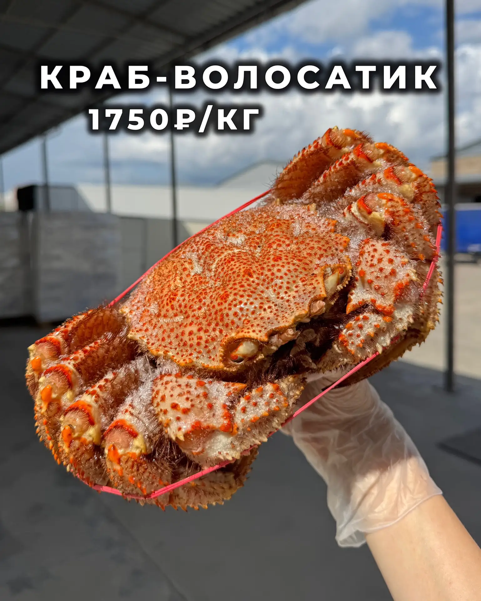 Новая поставка шикарных
Крабов-волосатиков 🦀 1750₽/кг
Средний вес краба ≈ 400-800г

Без лишних слов
