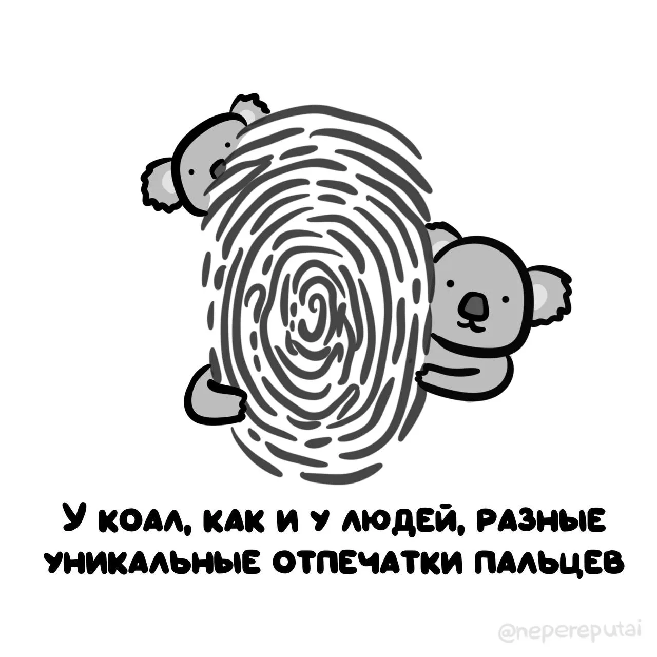 Каждому коале — свой паспортный контроль!