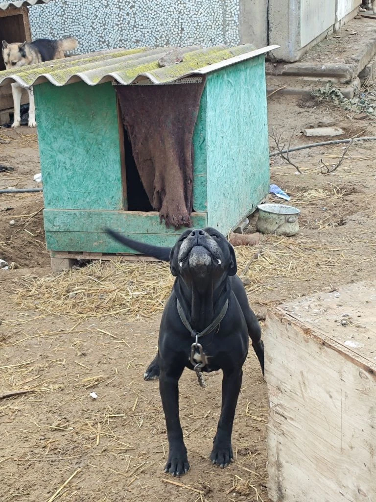 🐕 Первая помощь от «Первых»: Добро на лапах!  🔴Сегодня активисты Движения Первых  вместе с учениками