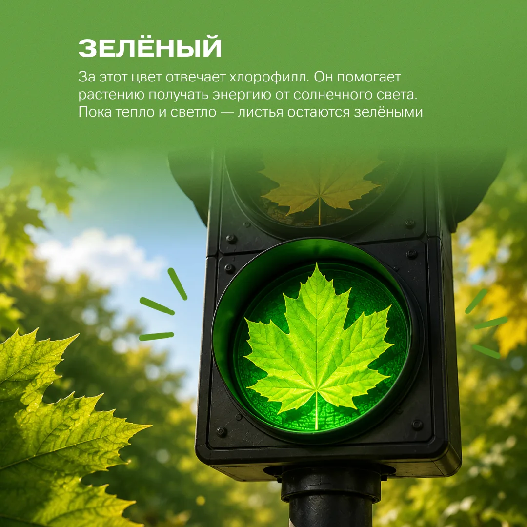 🍁 Почему листья меняют цвет осенью?