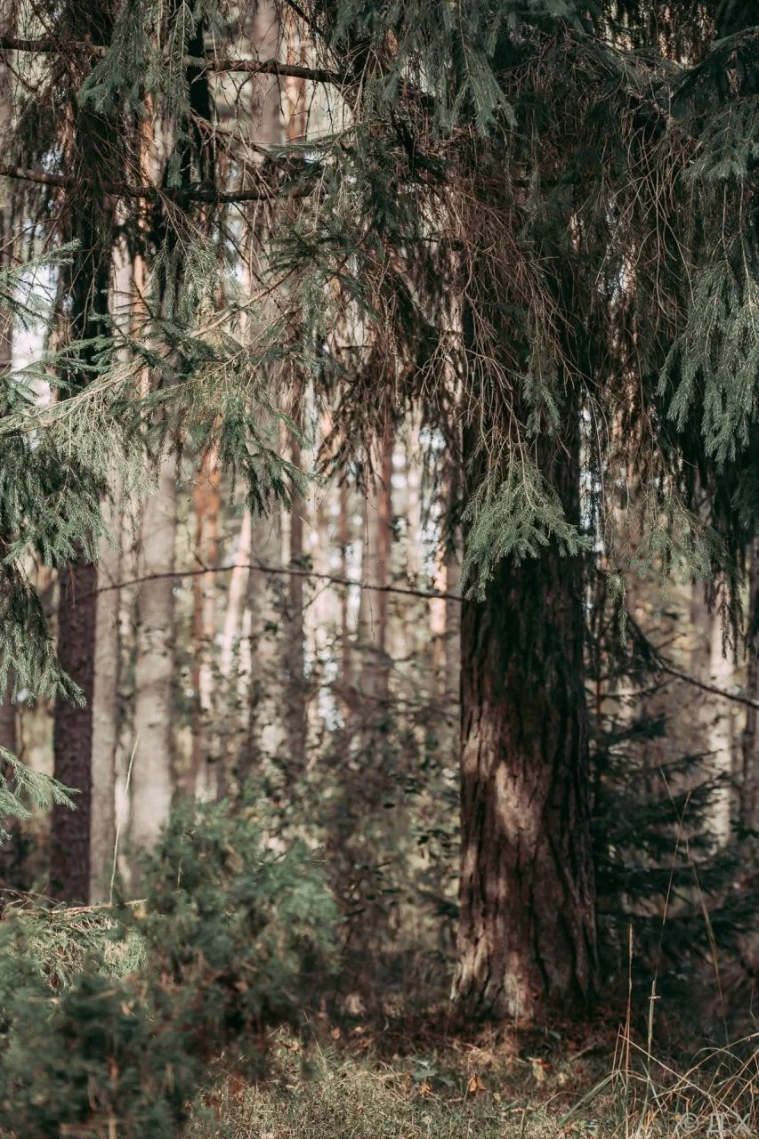 🌲Прогуляемся по утру?