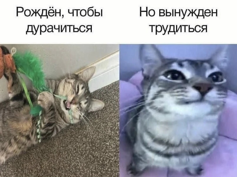 Мы?