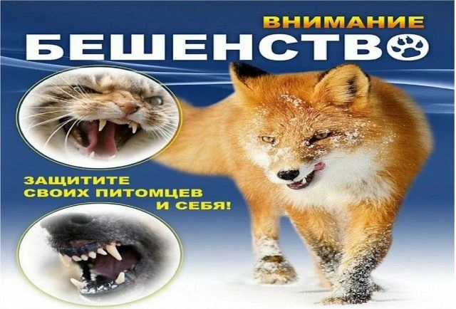 ❗️❗️❗️Выявлено бешенство у дикого животного в д.Ольховка Сысертского района.
ГБУСО Сысертская ветста