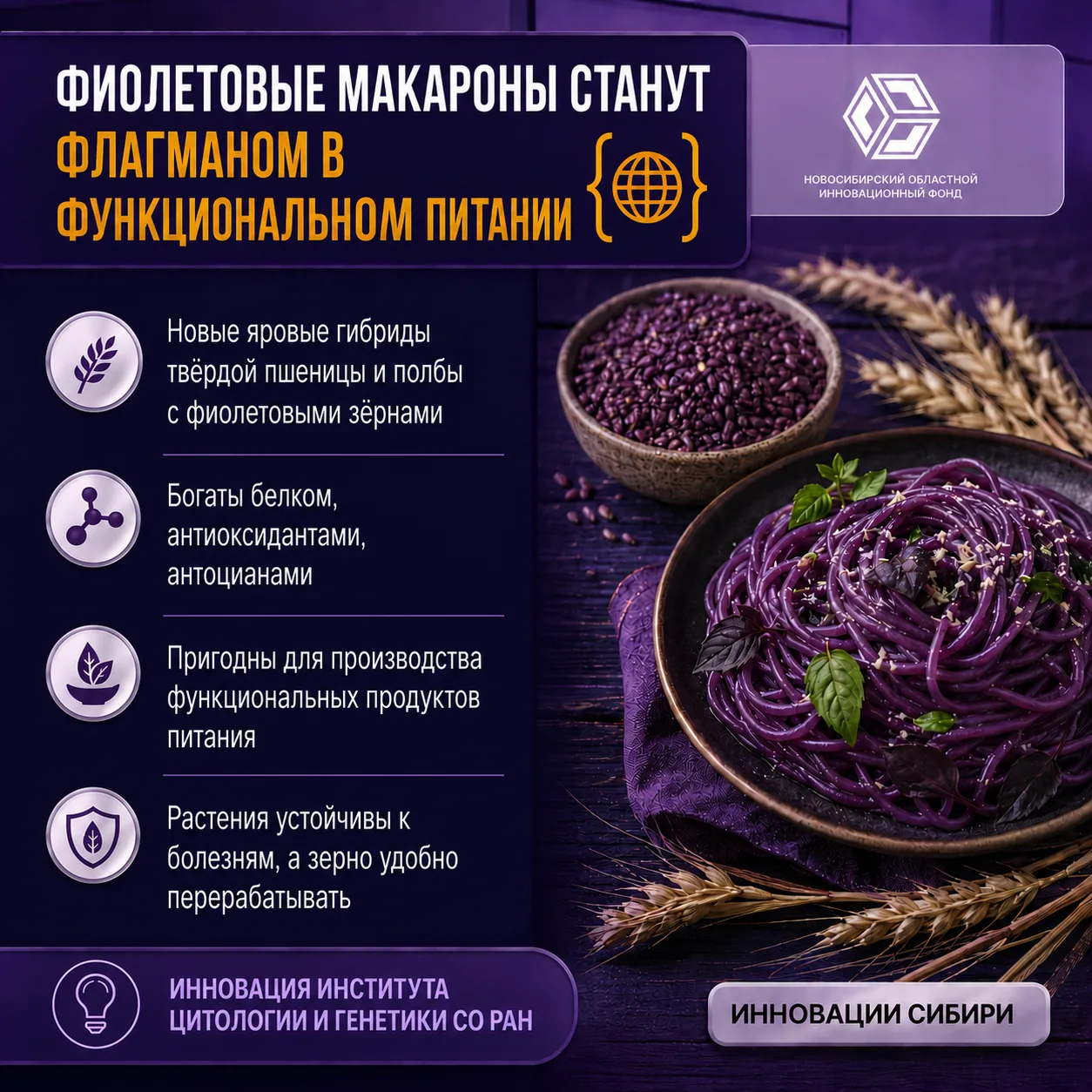 🌾 Фиолетовая «макаронная» пшеница из ИЦиГ СО РАН вышла на сортоиспытания. Растение с н...