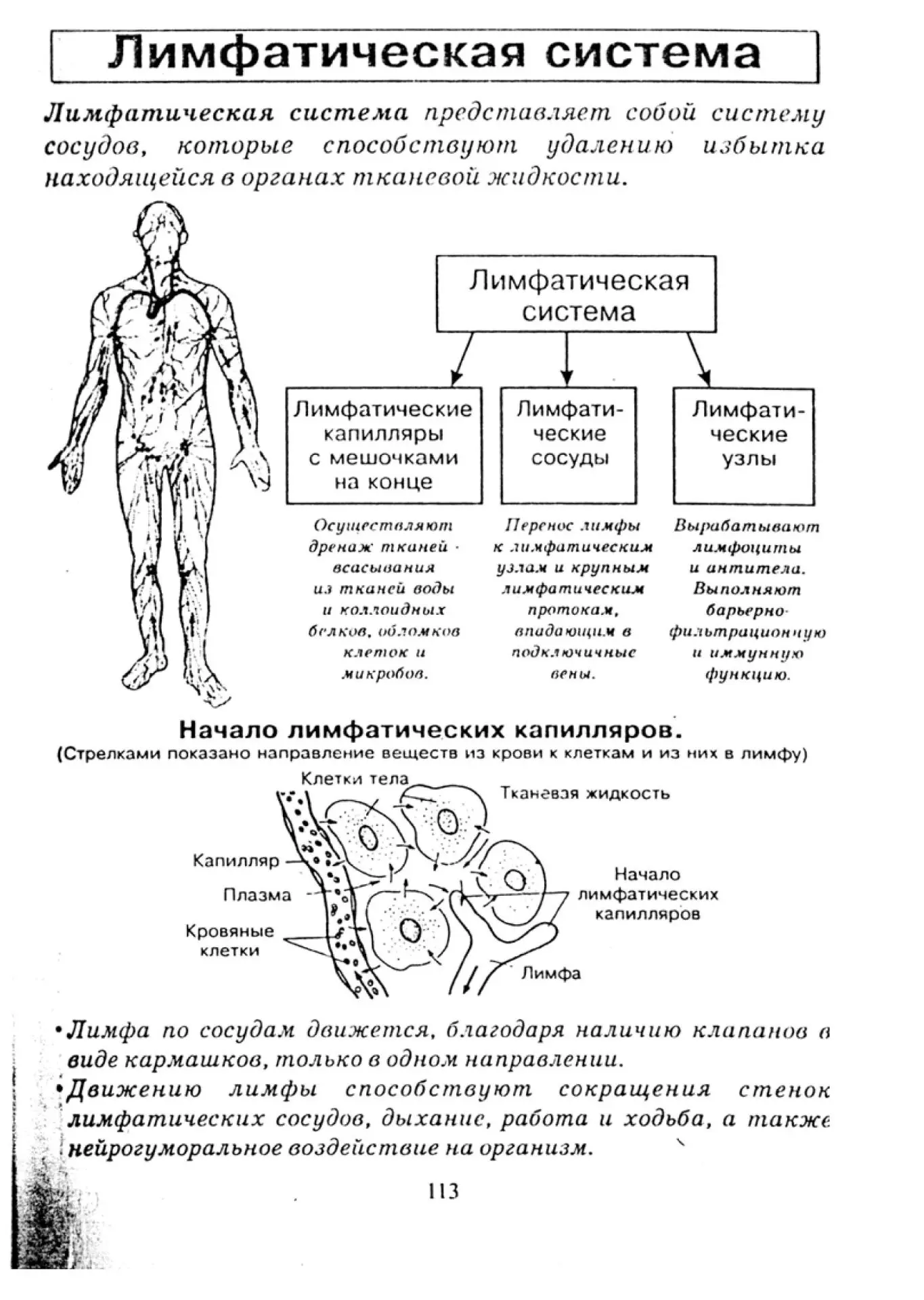 Лимфатическая система человека