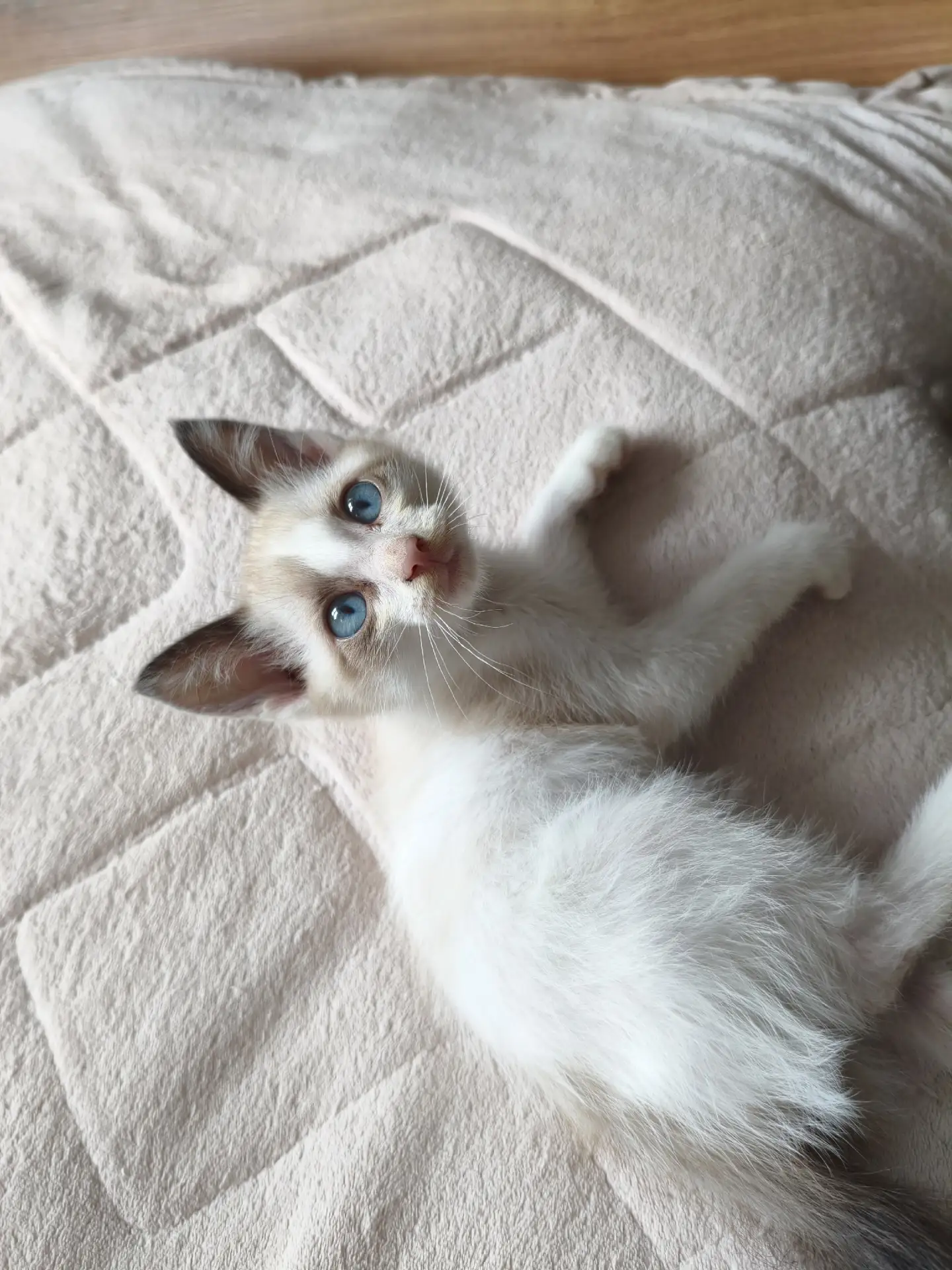 Отдам котенка в добрые руки 💛