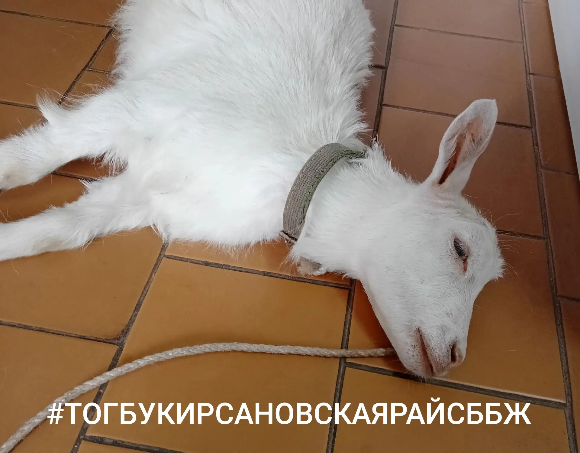 Кастрация козленка — это ветеринарная процедура, при которой искусственно приостанавливается функция