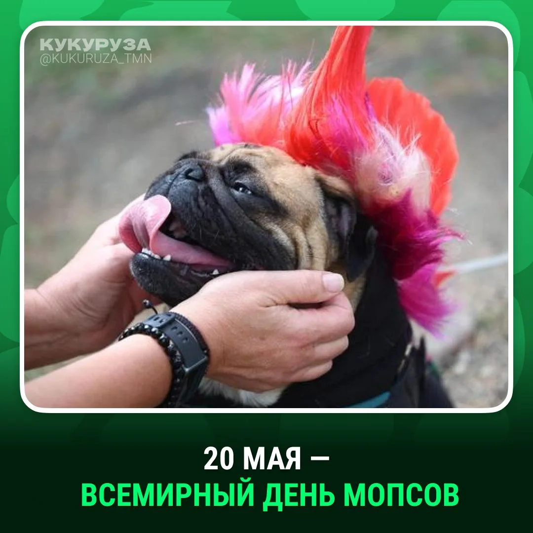 Что празднуем сегодня? День мопсов!  Симпатюльки-мопсики требуют лайков — ❤️  Кстати, это древняя ки
