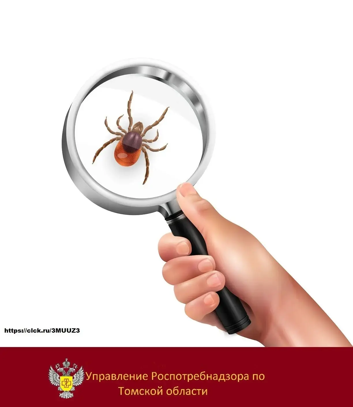 🕷3 вида опасных клещей обитают в Томской области!