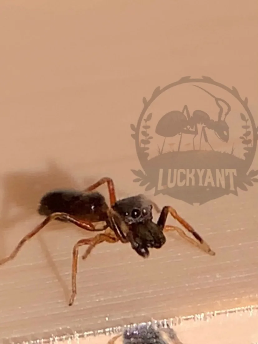 Изображение 5 к публикации «LUCKY ANT 🍀🐜»