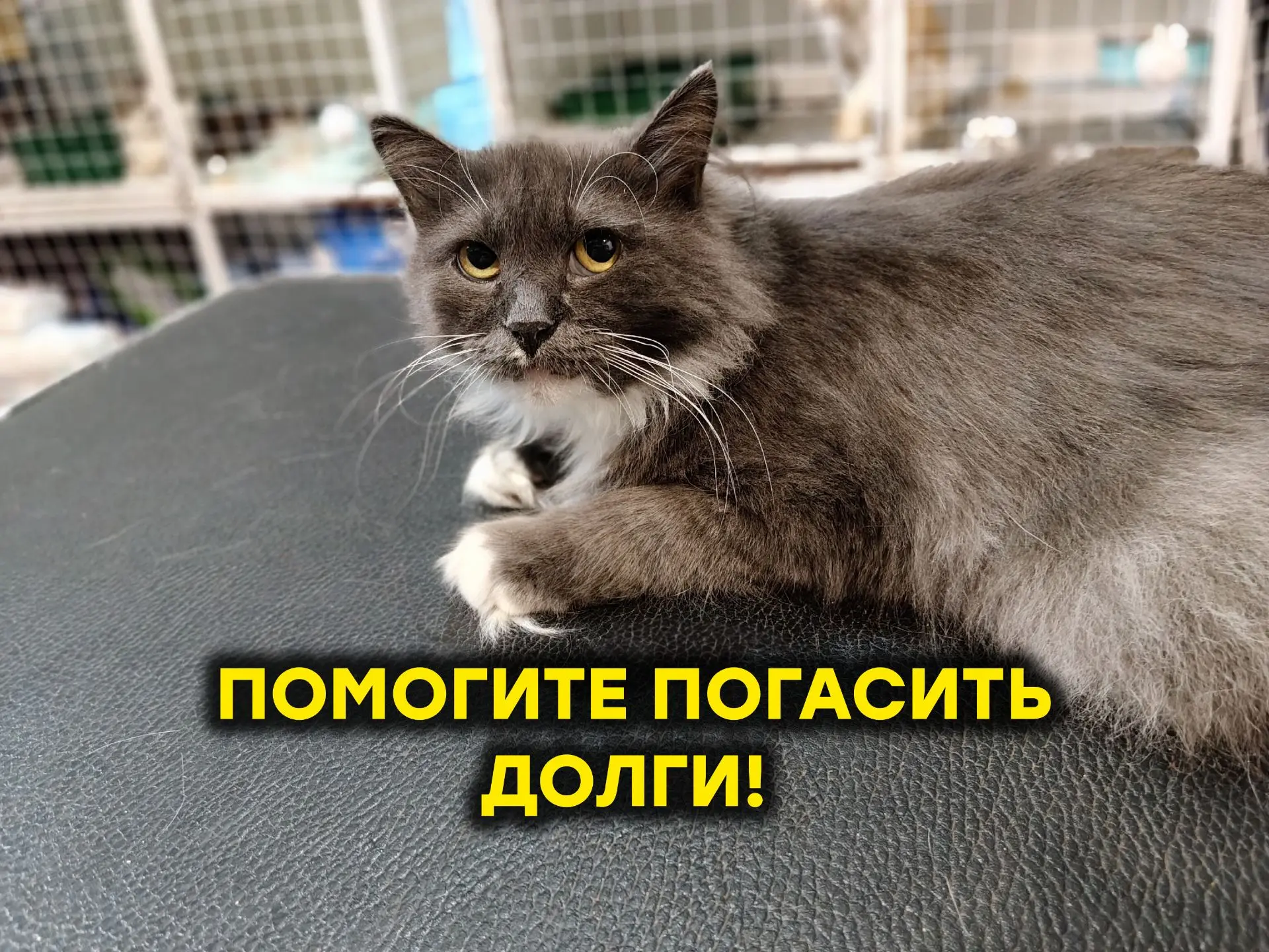 Помогите нам вовремя погасить все долги! 

Цены растут каждый день и честно говоря мы за ними не усп