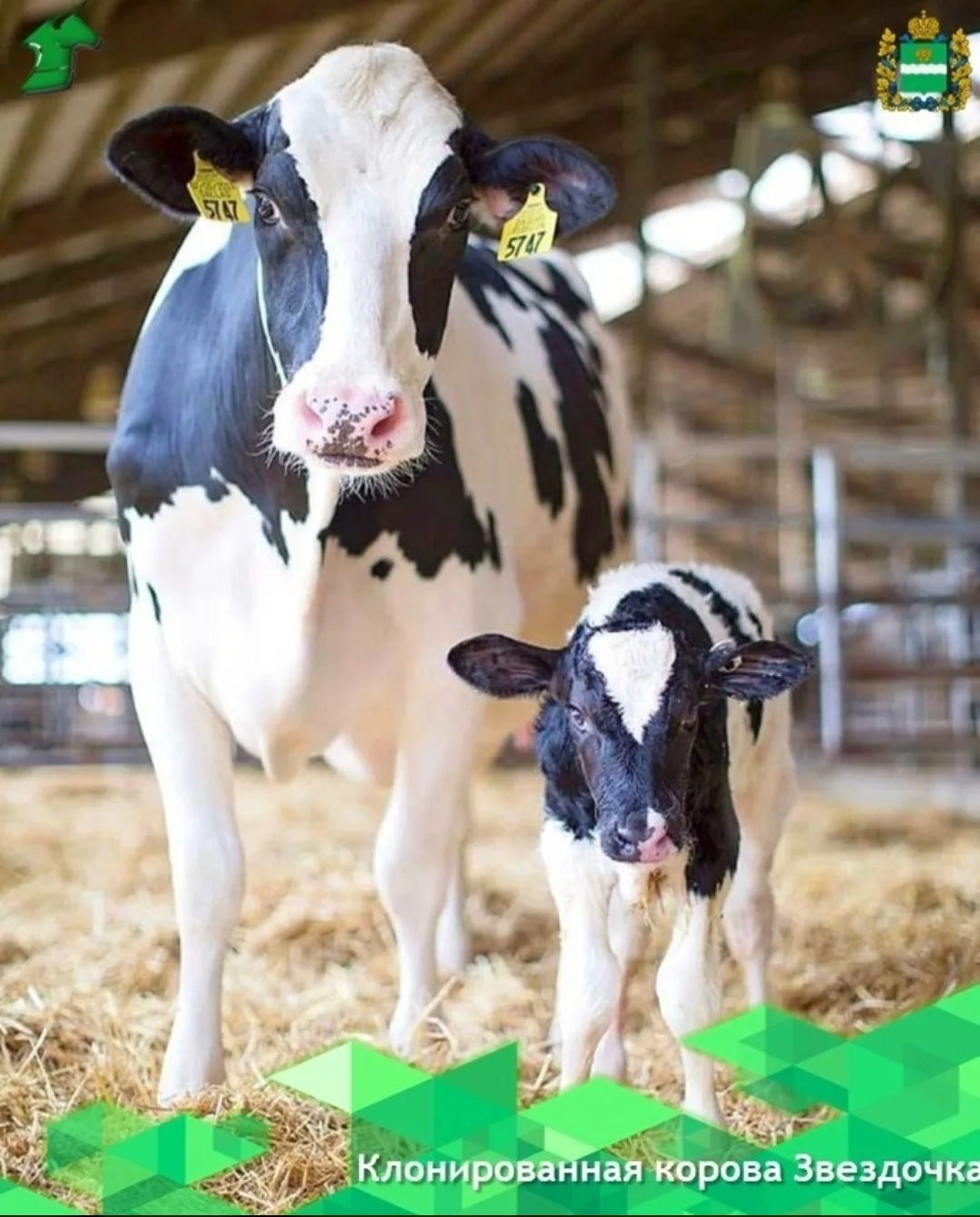 🐄 Клонированная корова Звездочка в РФ принесла первое потомство.