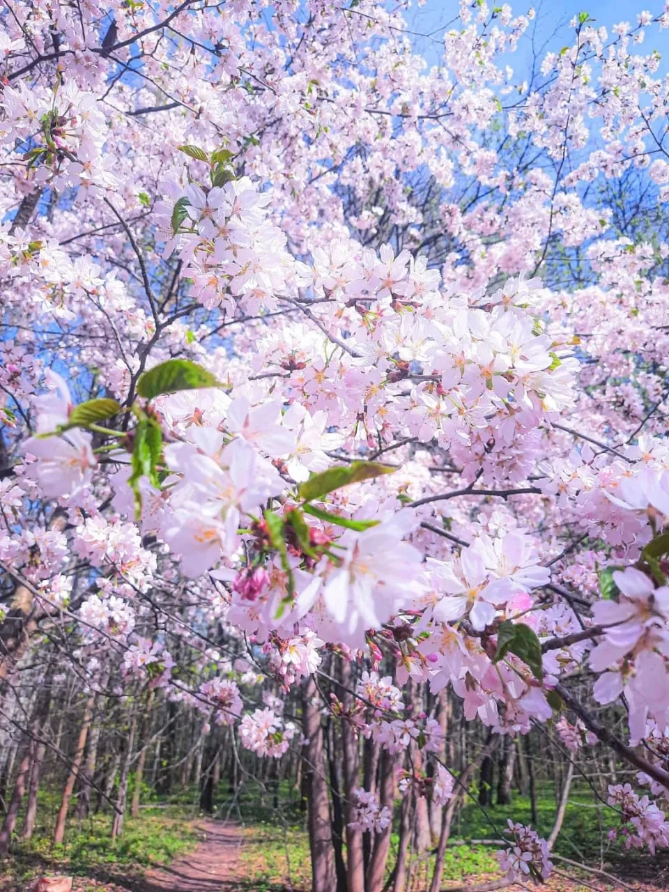 Фестиваль «Цветущая сакура» 🌸