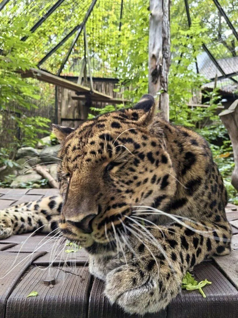 🐆🥬 Неправильные мясные палочки: в Калининградском зоопарке леопарда угостили сельдереем