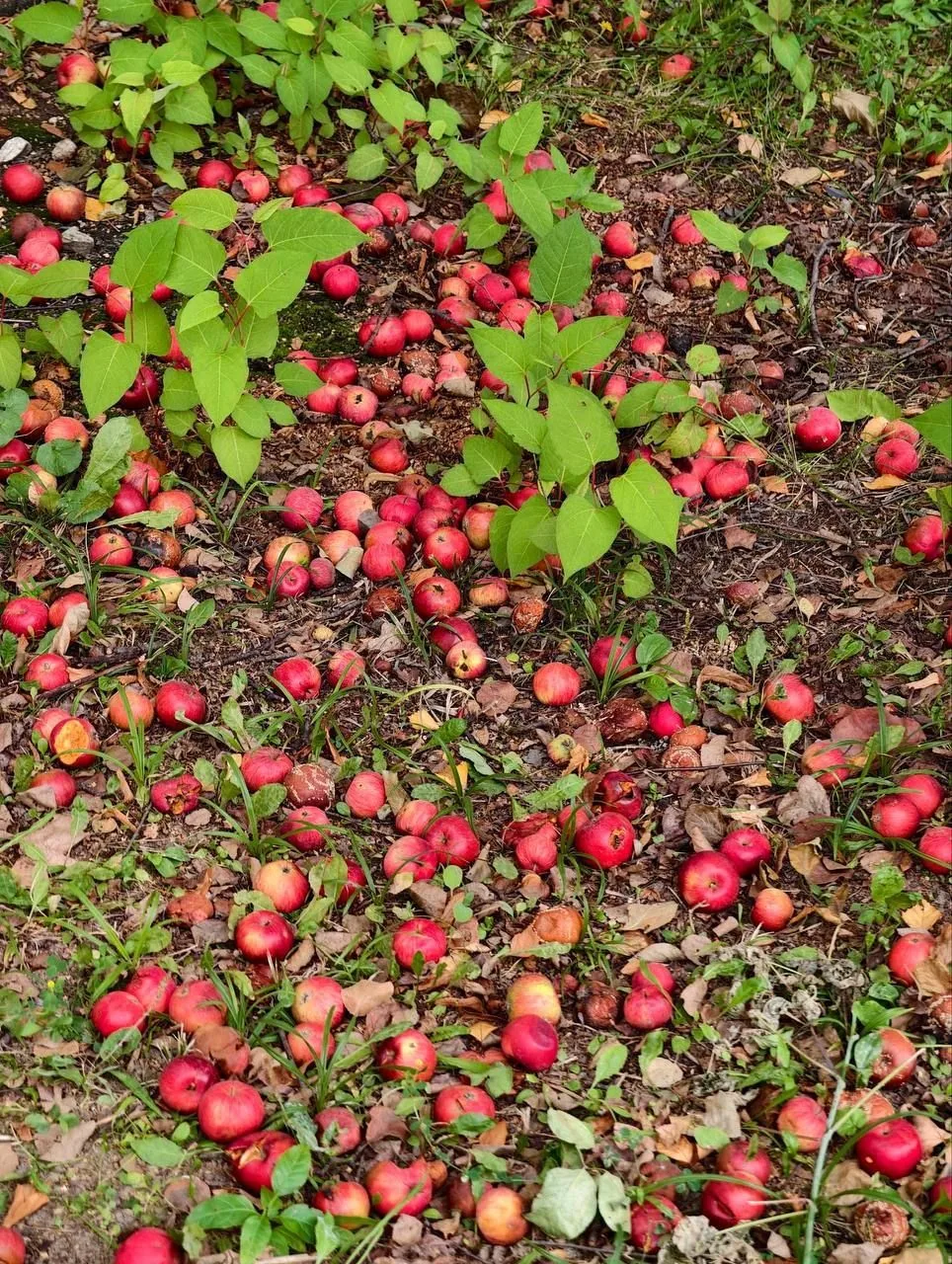 🍎 Настоящие яблочные ковры были замечены в Мытищах