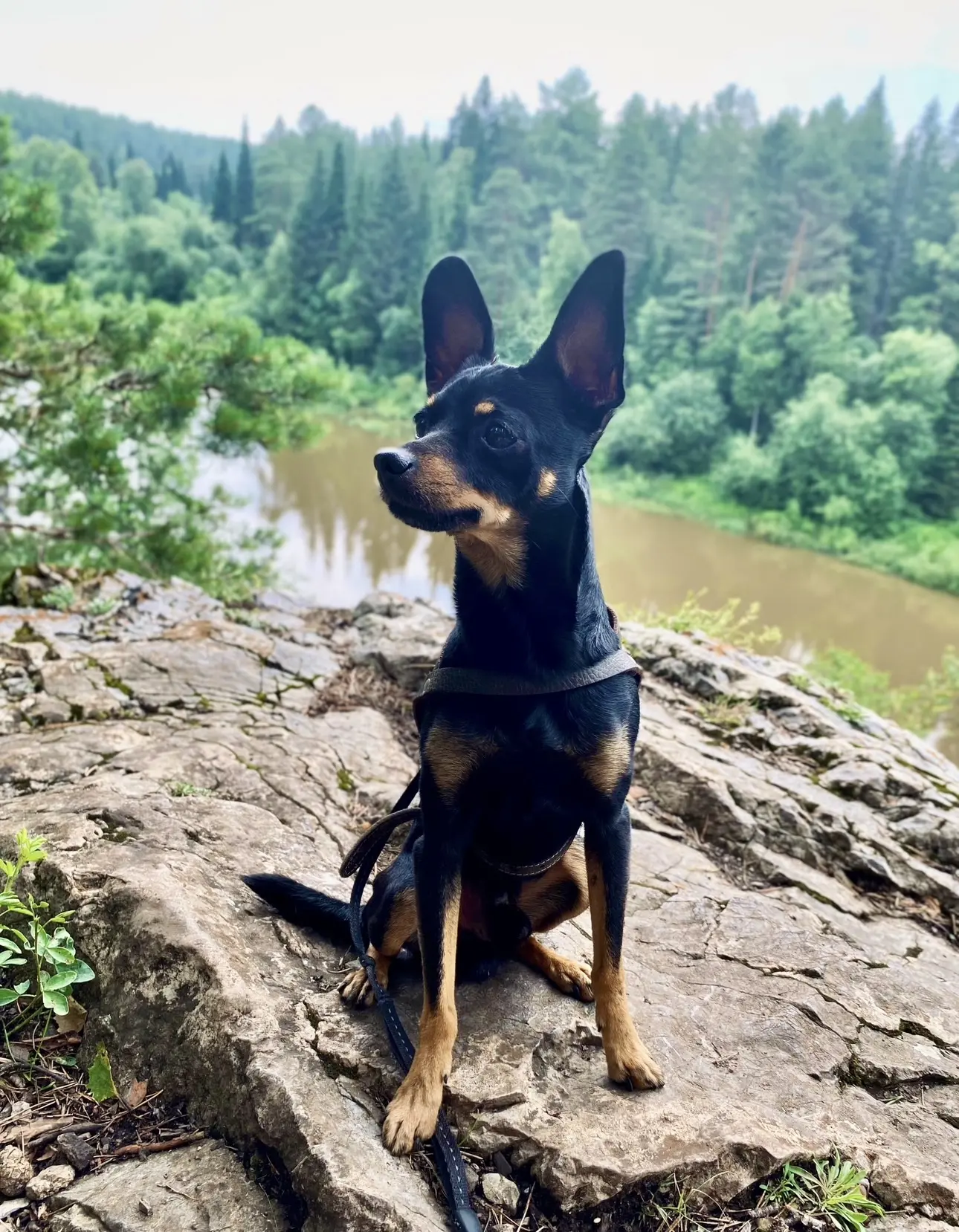 🐾☀️🌼