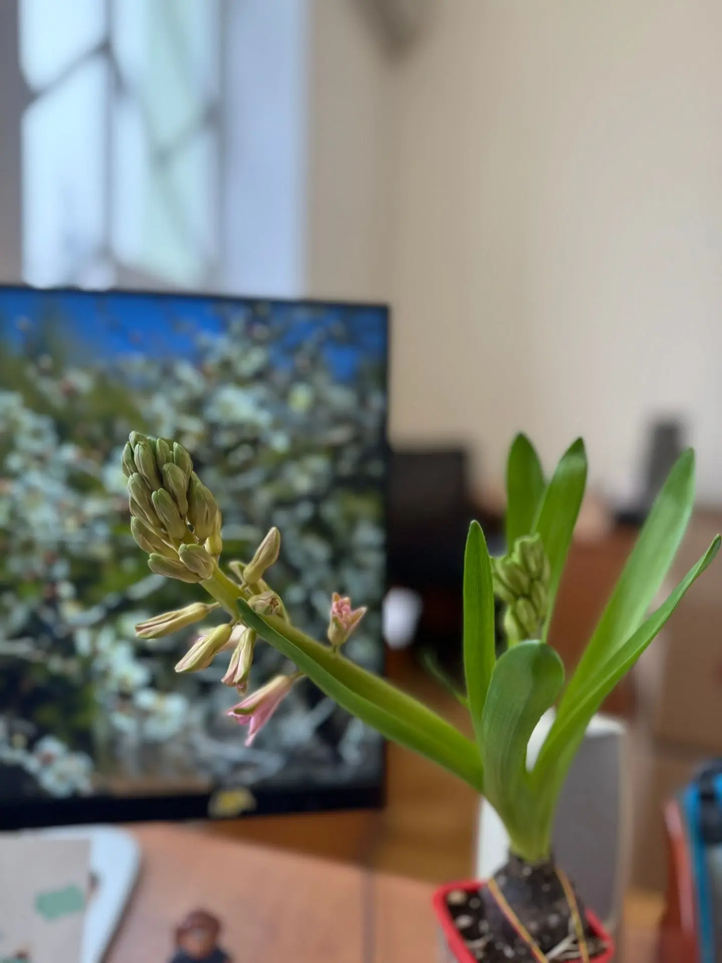 На улице - снег, а в корпусах УлГУ - весна 🌷🌷🌷