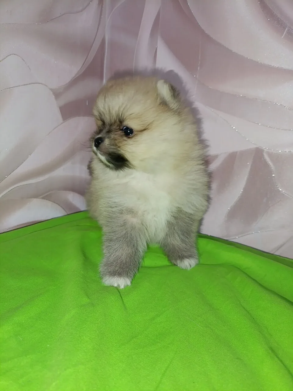 Продам мальчика шпица, 35т