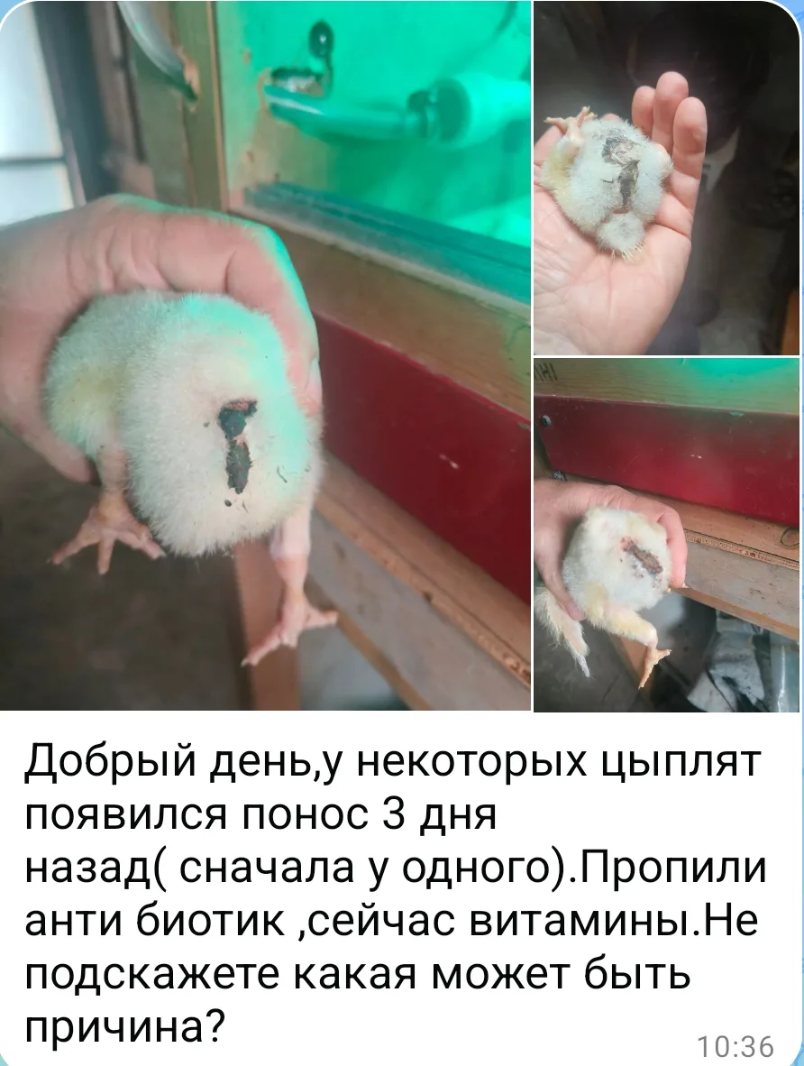 Вниманию владельцев  цыплят!