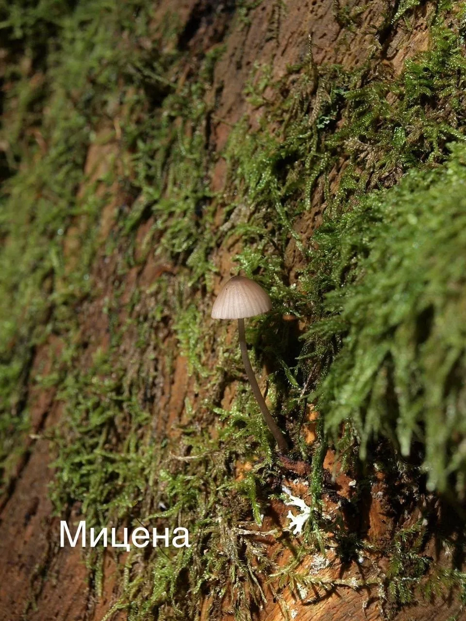 🍄‍🟫🌳🔎 На востоке области выросли редкие сезонные грибы