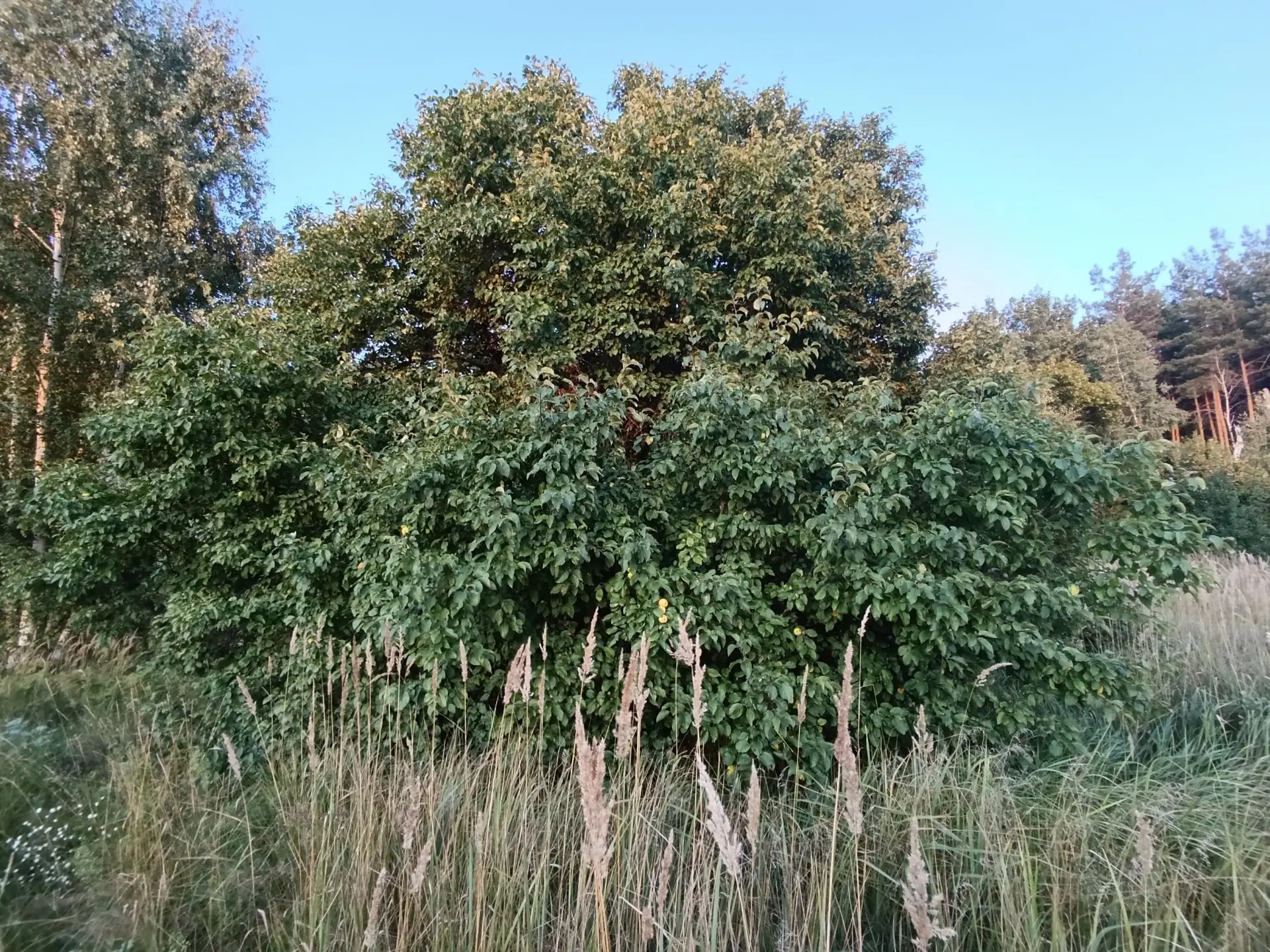 🌳 Яблочный Спас: в лесах Тамбовщины растёт дерево-рекордсмен