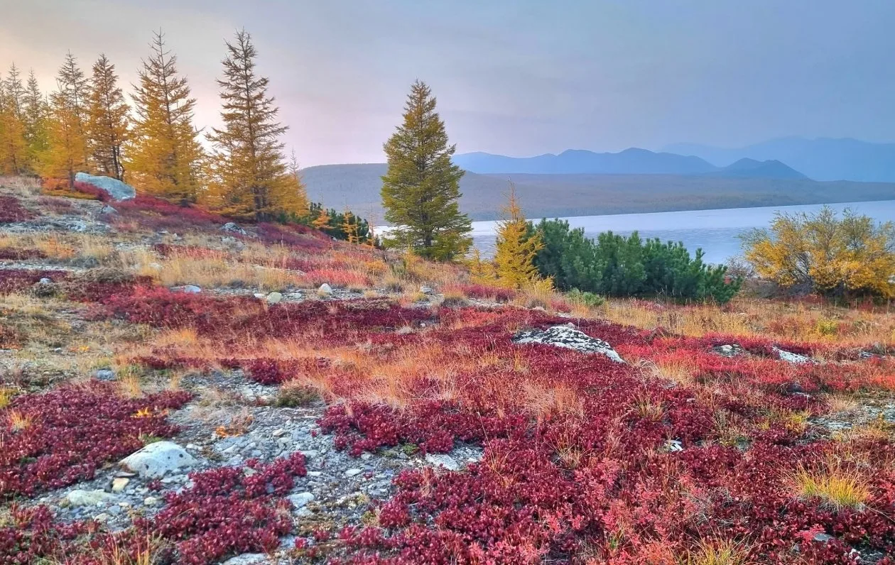 Самая красивая осень - на Колыме. Фотография авторства Раисы Дзодзиковой.