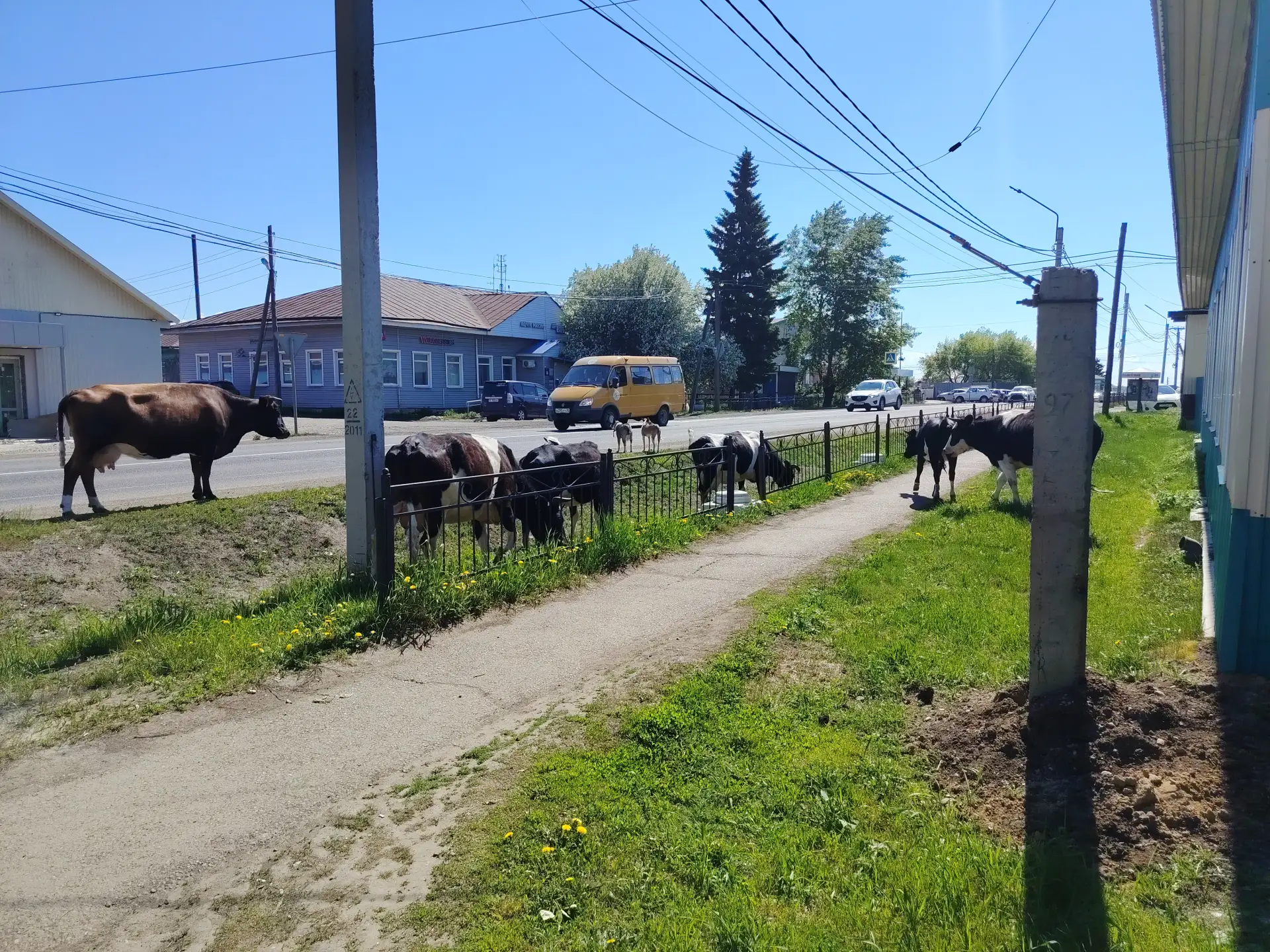 🐮За бродячий скот хозяину грозит штраф!