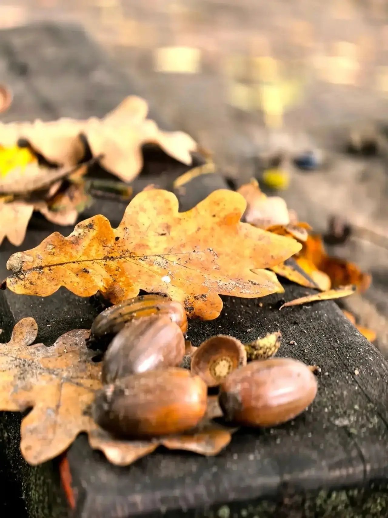 🍁 Псков в золоте.