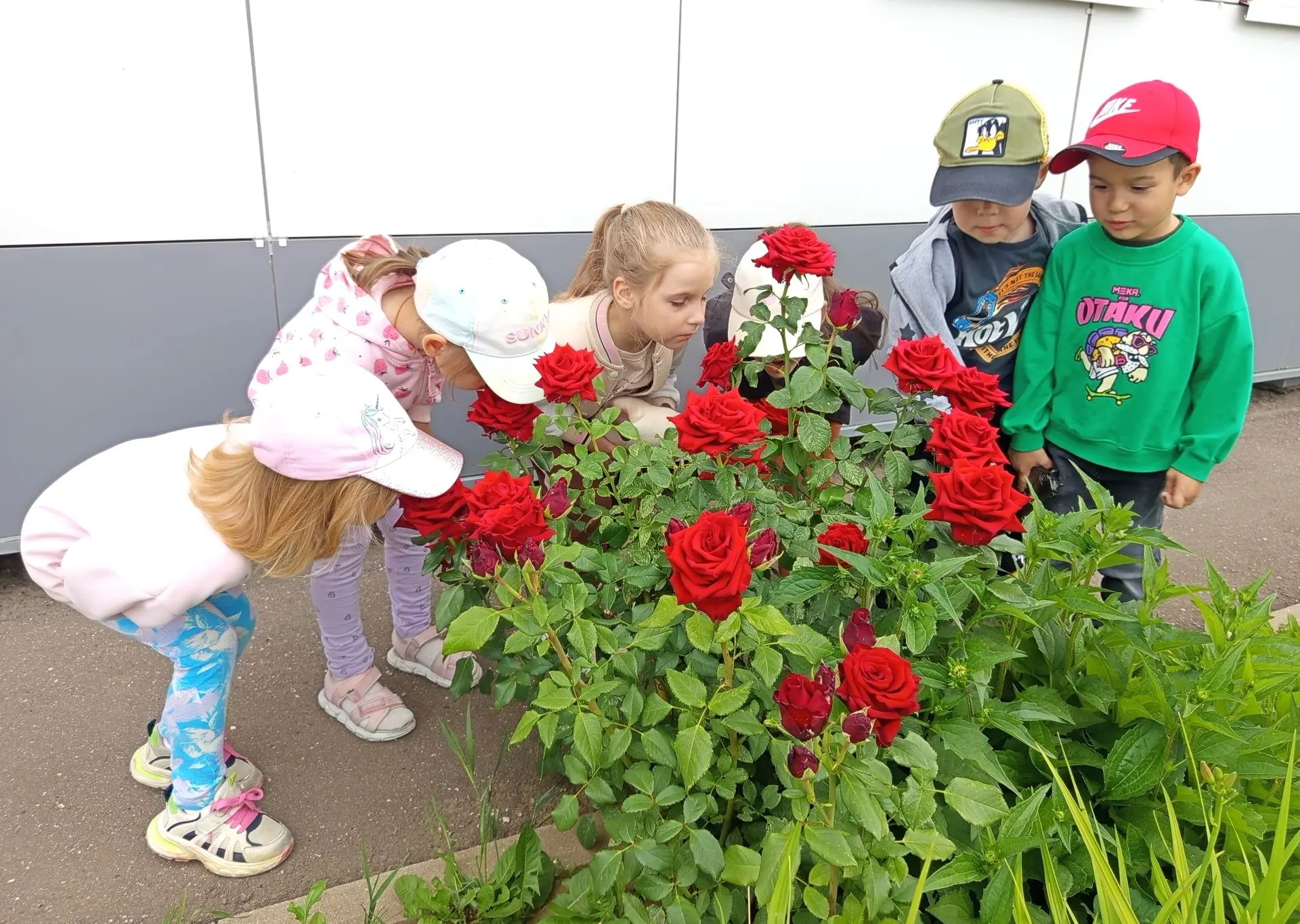 🌺 Путешествие в мир цветов