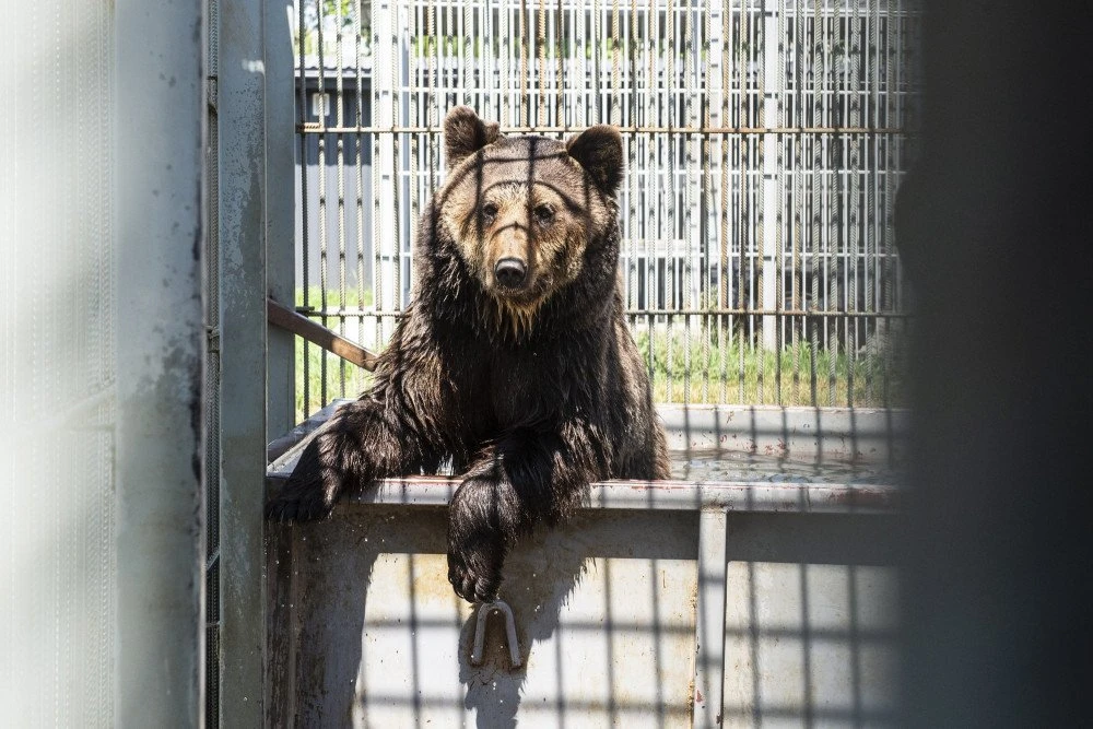 🥵 Как зверят в Барнаульском зоопарке спасают от жары? Всеми возможными способами. Но о...