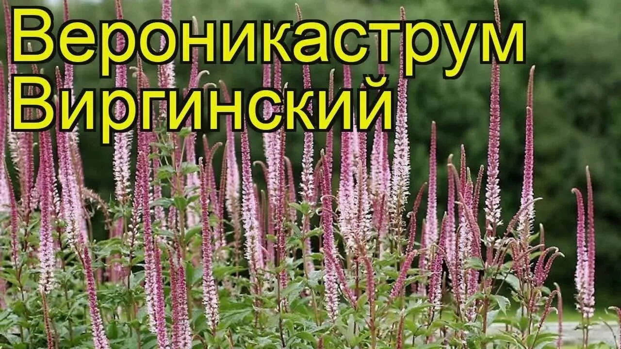 Только сегодня 23.06

Цена: 500р 

Вероникаструм Виргинский