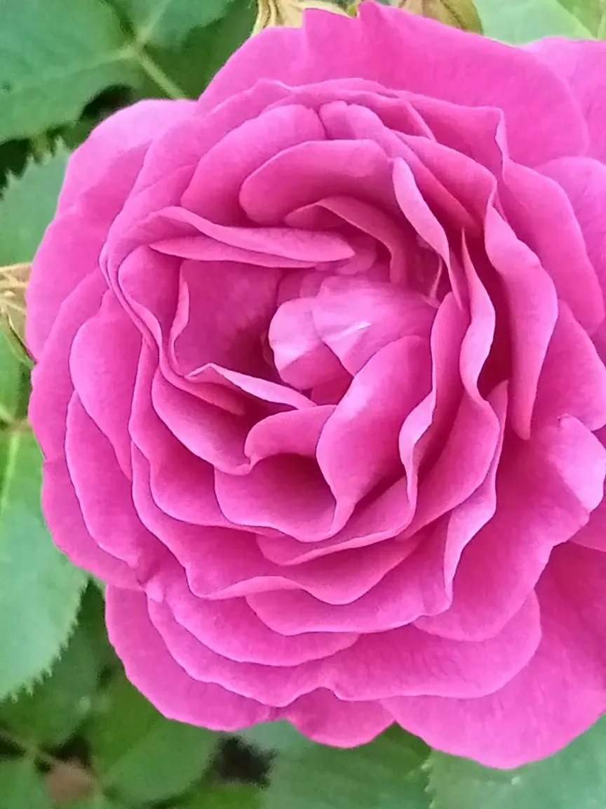 Хәерле иртә, дусларым!🌸

Гөлсинур апа матур розалар фотосы җибәргән🔥🥰

Бүген көчле яңгыр, боз ява