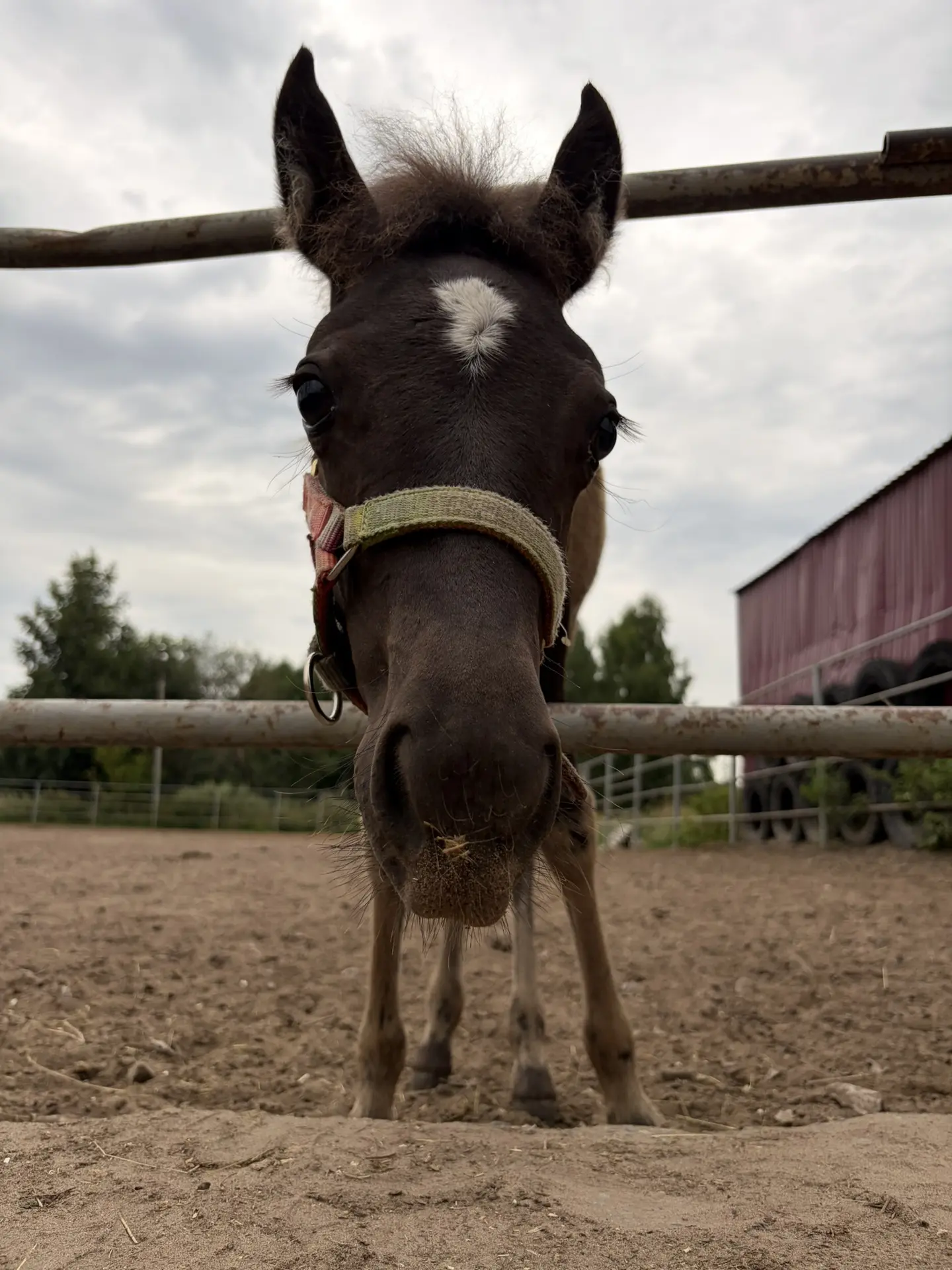 🐎 Напоминаем: уже совсем скоро — экскурсия в мир конного спорта! 🐎