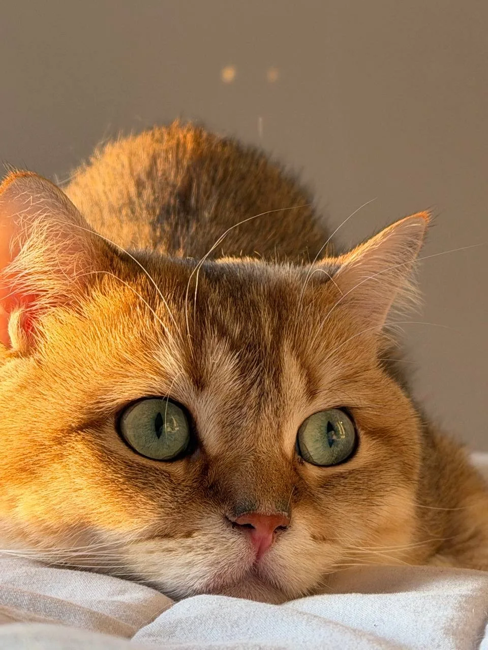 Весне и солнышку рад не только человек 🫠☀️🐈