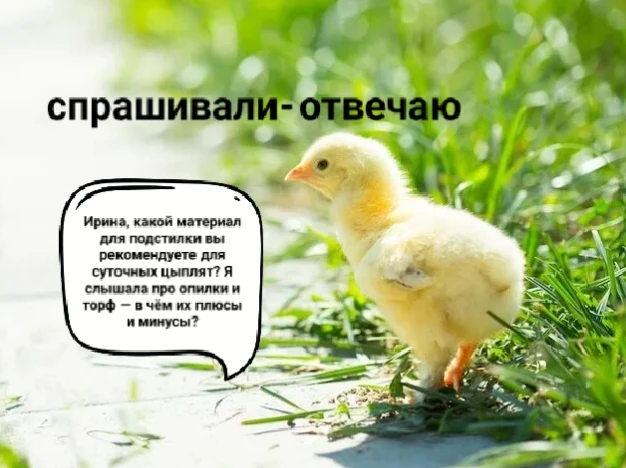 «Почему нельзя использовать опилки и торф для суточных цыплят?» — этот вопрос мне задаю...