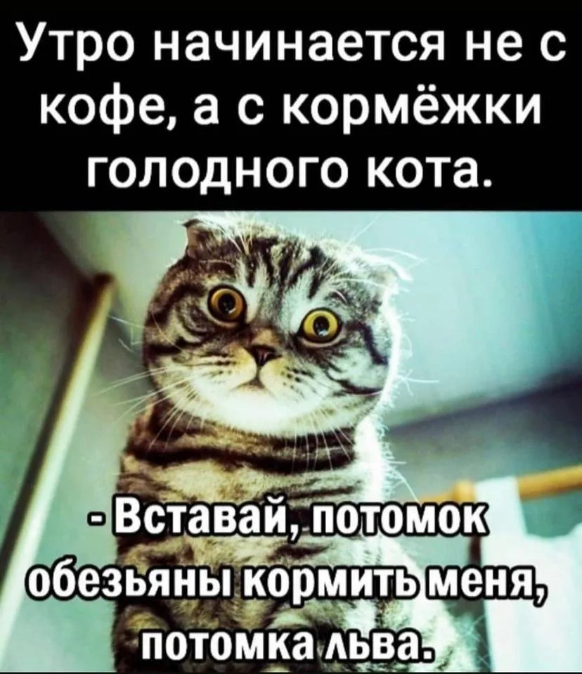 Ежик