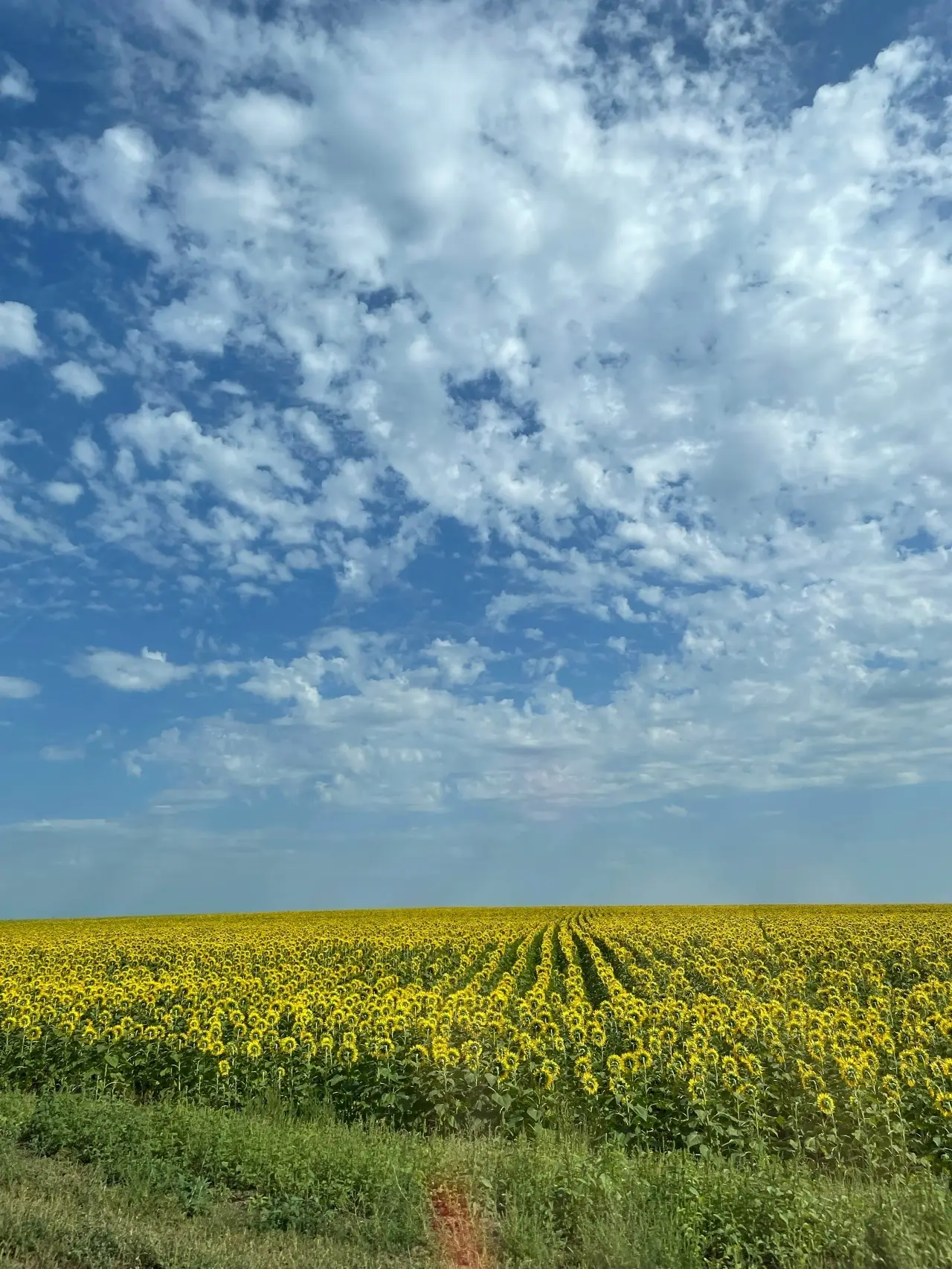 Доброе утро, жители Подлесновского МО! ☀️