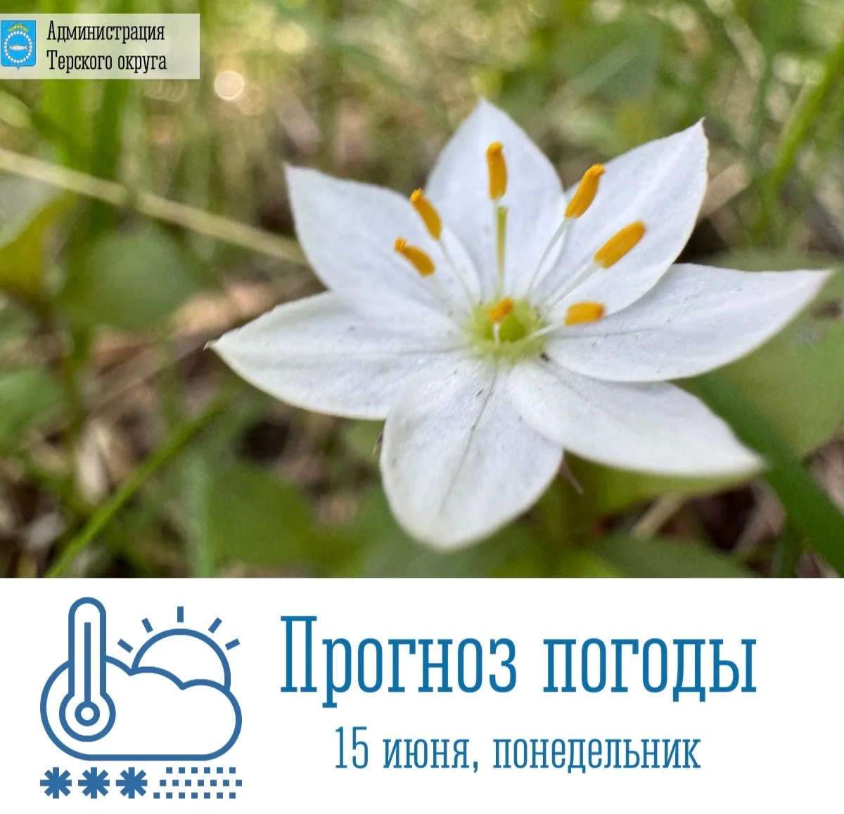 🌥 Доброе утро!

 🗓 Сегодня, 15 июня, в Терском округе и по Мурманской области ожидается облачная с
