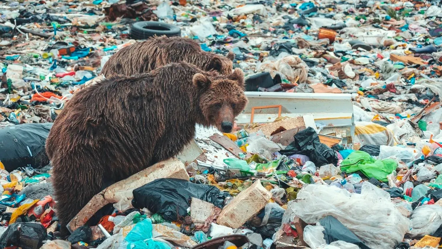 🐻 ❗Опасность рядом: почему медведи приходят к людям и как этого избежать
