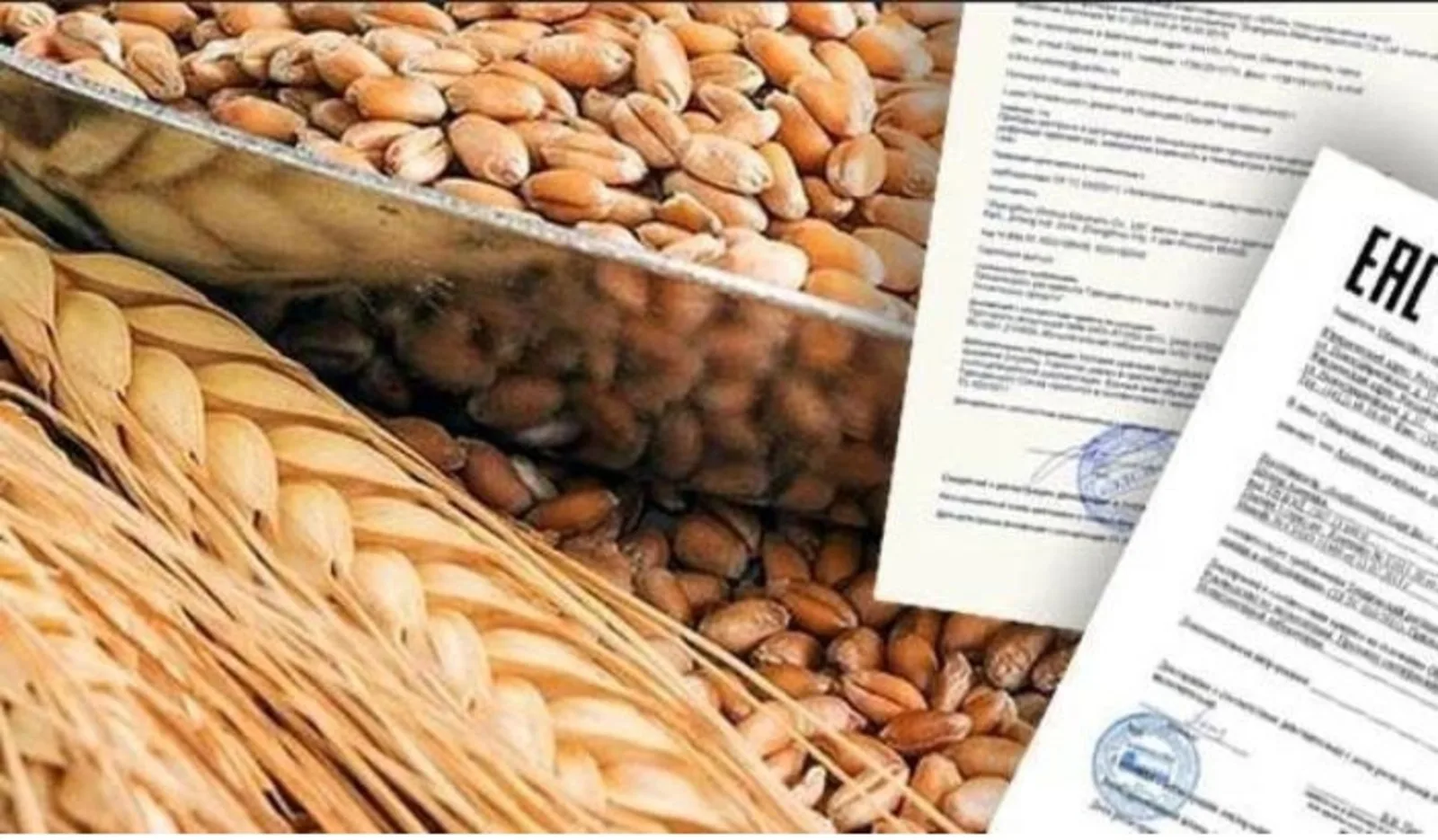 🌾Более 236 тысяч тонн зерна в Омской области задекларированы с нарушением требований безопасности

