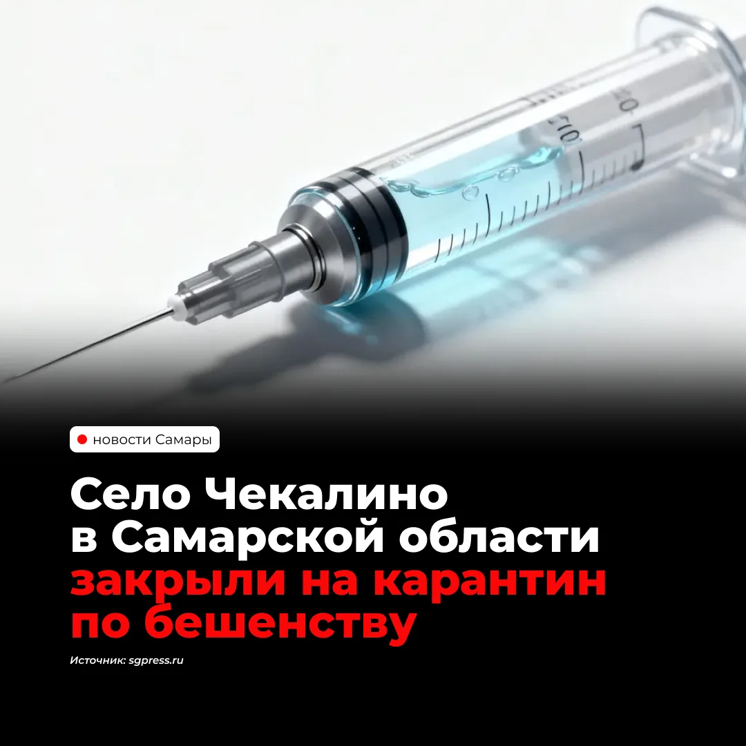 В селе Чекалино Сызранского района ввели карантин по бешенству. Ограничения действуют в...