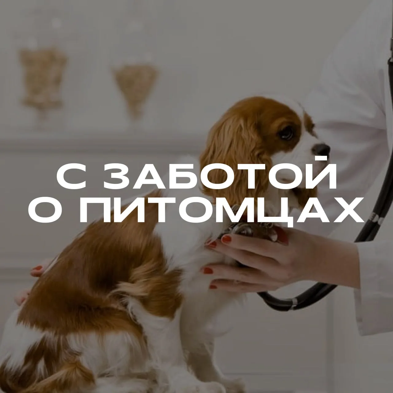 В это воскресенье у наших соседей пройдет бесплатный прием ветеринаров для домашних пит...