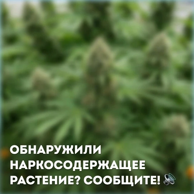 Обнаружили наркосодержащее растение? Сообщите! 🚫