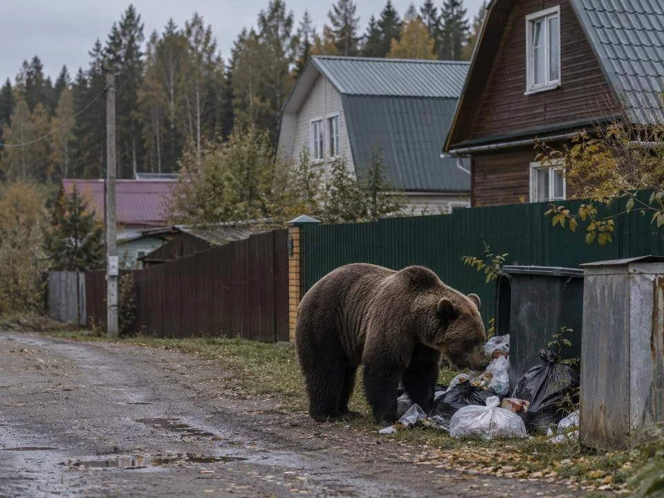 🐾 В Подмосковье вдвое выросло число сообщений о медведях