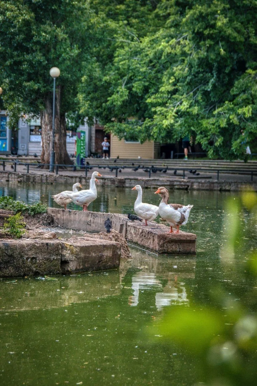 🌳 Городской Сад