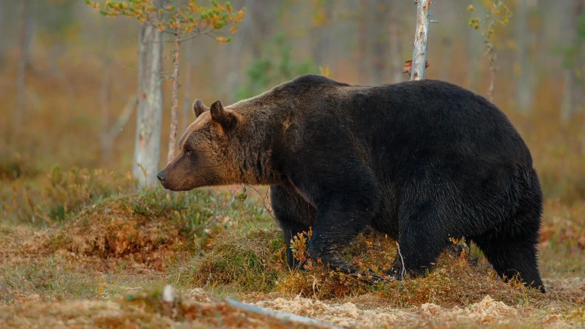 🐻 Новокузнецк перевели в режим повышенной готовности из-за медведей