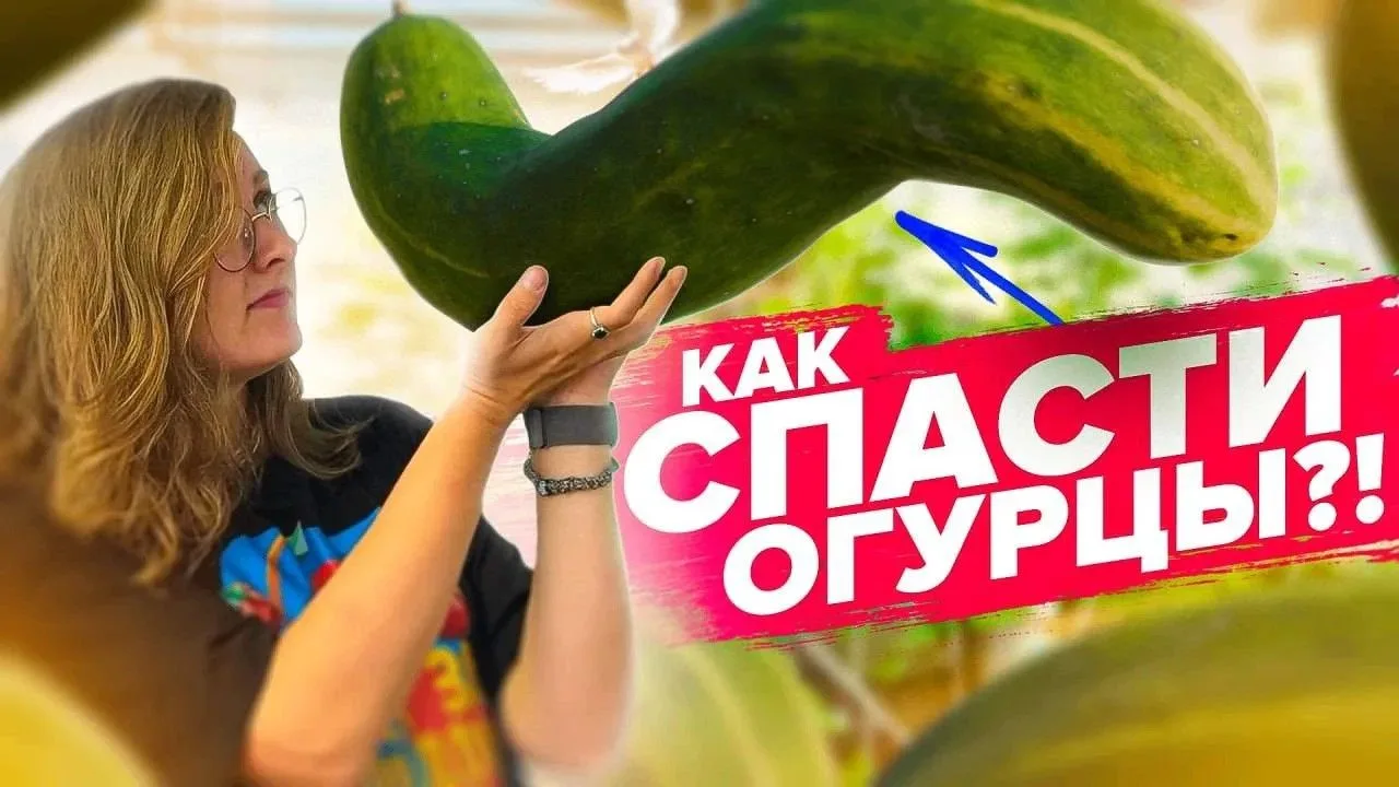 ЕСЛИ НА ОГУРЦАХ МНОГО ПУСТОЦВЕТОВ! Почему огурцы горькие, осыпают цветы, болеют🤔😱🥒ht...