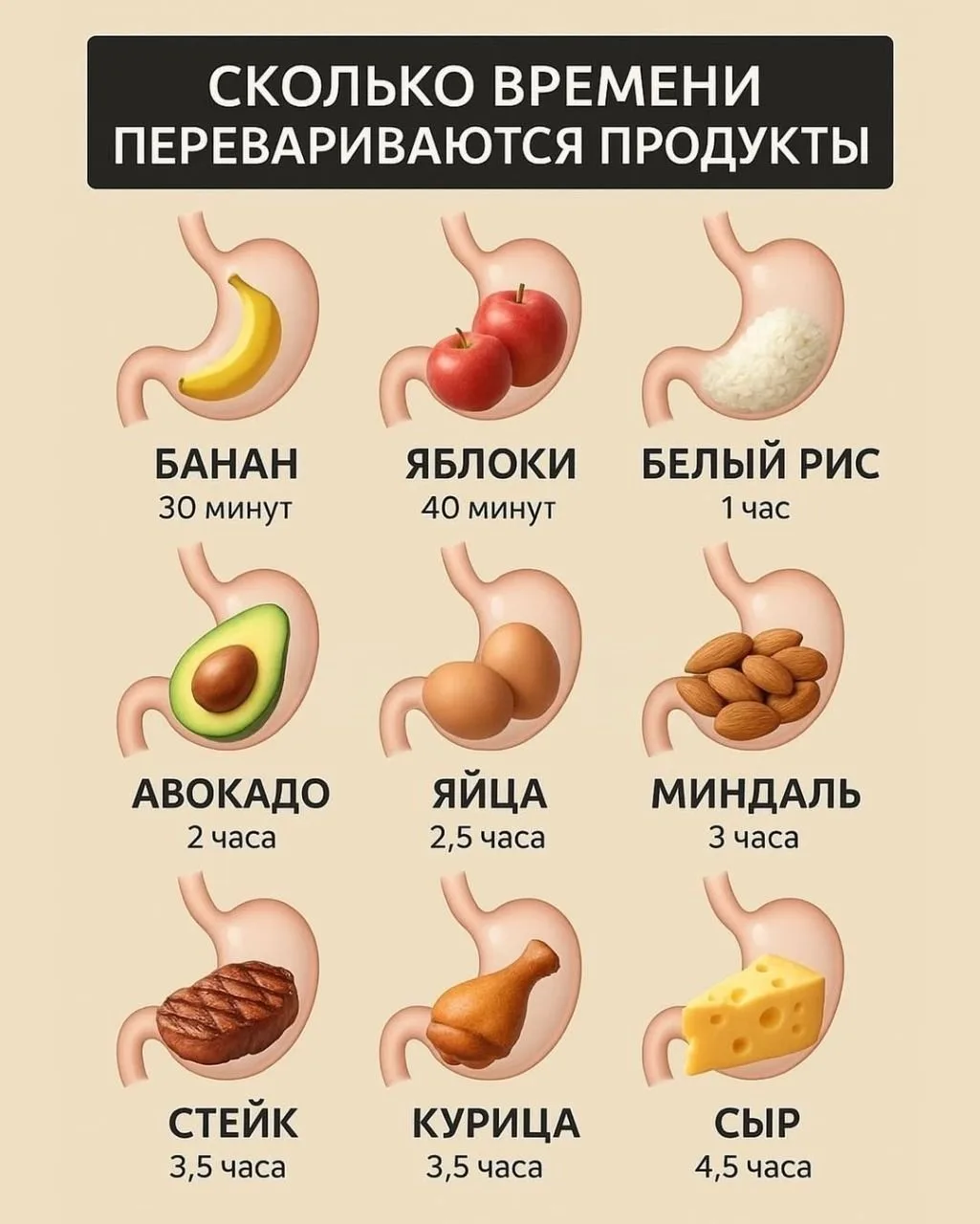 Сколько времени перевариваются продукты?