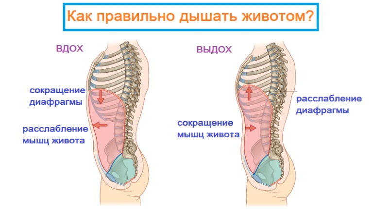 Дыхание животом перед сном — лучший способ успокоить нервную систему, а не только лицо  Я повторю эт